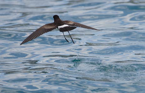 White-vented Storm-Petrel (Oceanites gracilis) photo
