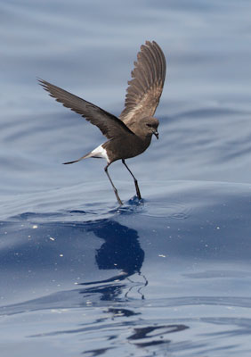 Wilson's Storm-Petrel (Oceanites oceanicus) photo image