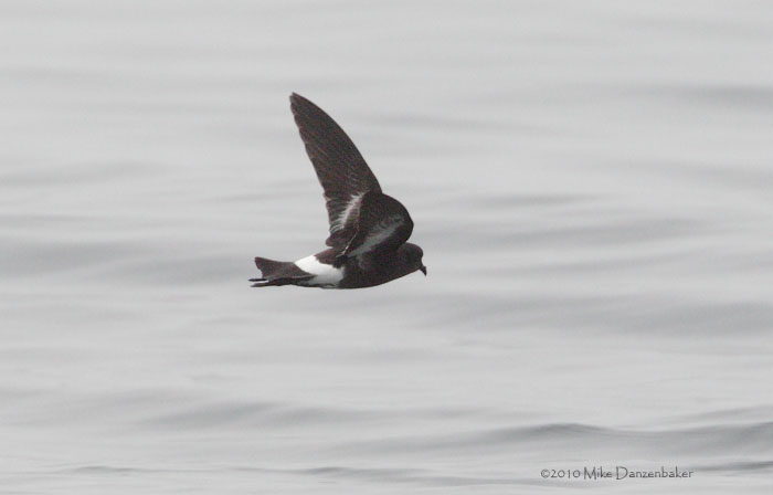 Wilson's Storm-Petrel (Oceanites oceanicus) photo