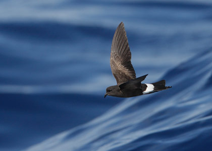 Wilson's Storm-Petrel (Oceanites oceanicus) photo image