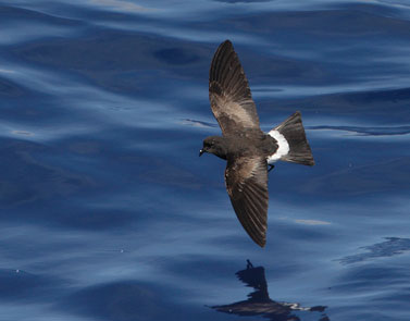 Wilson's Storm-Petrel (Oceanites oceanicus) photo image