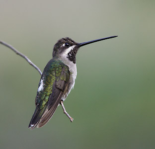 Long-billed Starthroat (Heliomaster longirostris) photo image