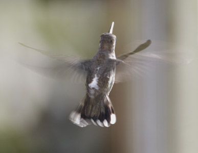 Plain-capped Starthroat (Heliomaster constantii) photo