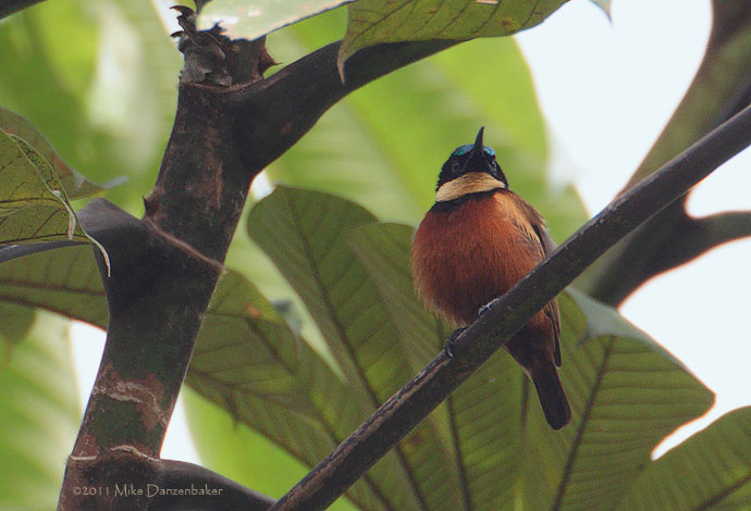 Buff-throated Sunbird (Chalcomitra adelberti) photo image