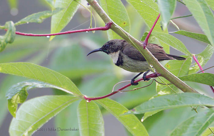 Buff-throated Sunbird (Chalcomitra adelberti) photo image