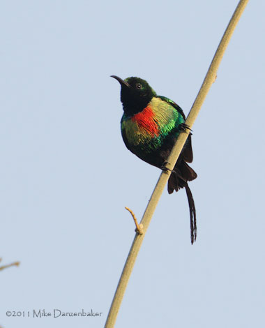 Beautiful Sunbird (Cinnyris pulchellus) photo image