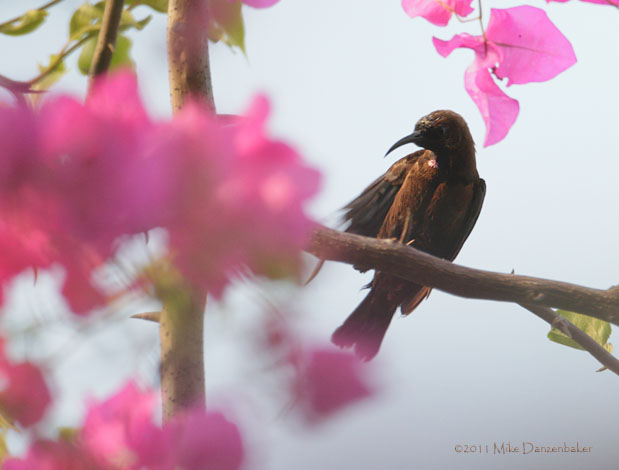 Carmelite Sunbird (Chalcomitra fuliginosa) photo image