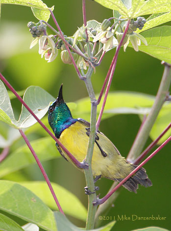 Collared Sunbird (Hedydipna collaris) photo image