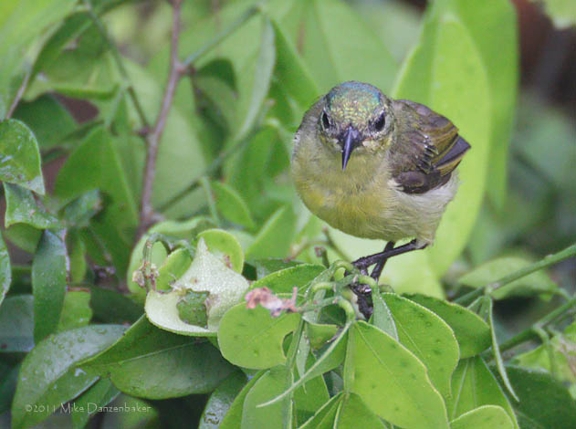 Collared Sunbird (Hedydipna collaris) photo image