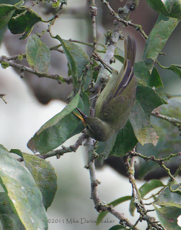 Fraser's Sunbird (Deleornis fraseri) photo image