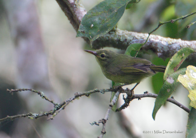 Fraser's Sunbird (Deleornis fraseri) photo image