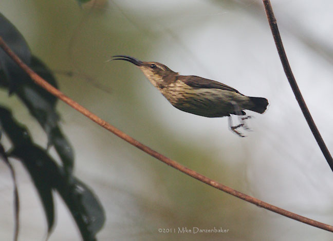 Johanna's Sunbird (Cinnyris johannae) photo image