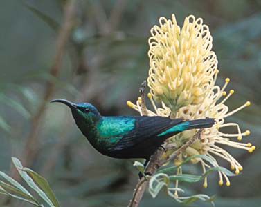 Malagasy Green Sunbird (Cinnyris notatus) photo