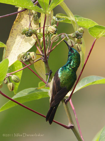 Olive-backed Sunbird (Cinnyris jugularis) photo image