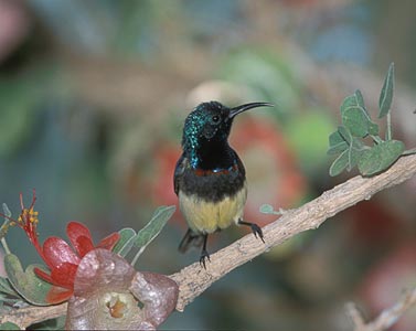 Souimanga Sunbird (Nectarinia souimanga) photo