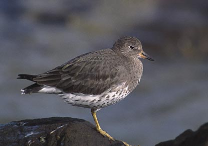 Surfbird (Aphriza virgata) photo image