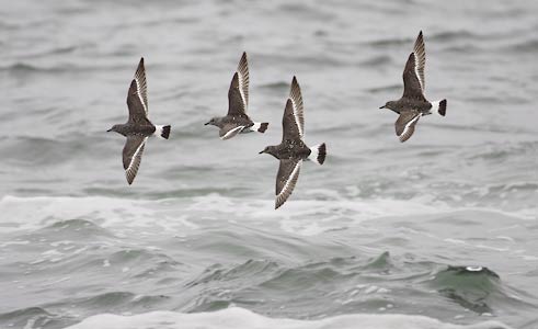 Surfbird (Aphriza virgata) photo