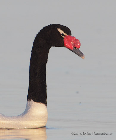 Black-necked Swan (Cygnus melancoryphus) photo image