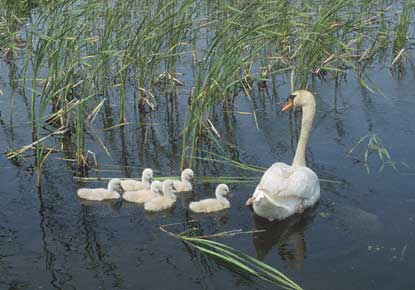 Mute Swan (Cygnus olor) photo image