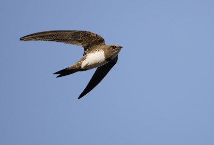 Alpine Swift (Apus melba) photo