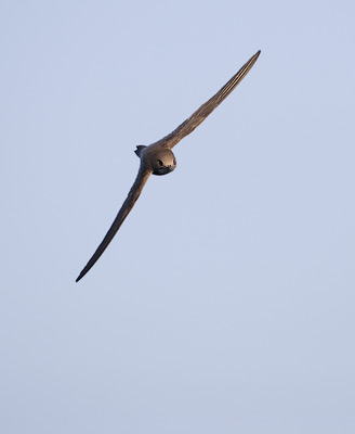Alpine Swift (Apus melba) photo