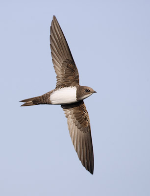 Alpine Swift (Tachymarptis melba) photo