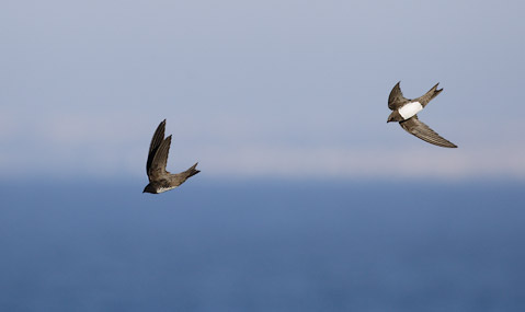 Alpine Swift (Apus melba) photo