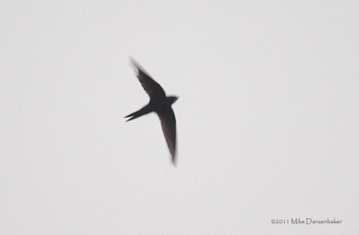 Bates's Swift (Apus batesi) photo image