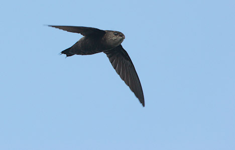 Band-rumped Swift (Chaetura spinicauda) photo