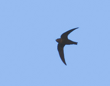 Black Swift (Cypseloides niger) photo image