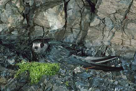 Black Swift (Cypseloides niger) photo image
