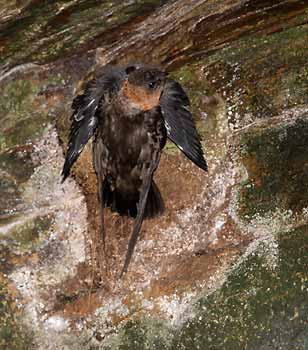 Chestnut-collared Swift (Streptoprocne rutila) photo image