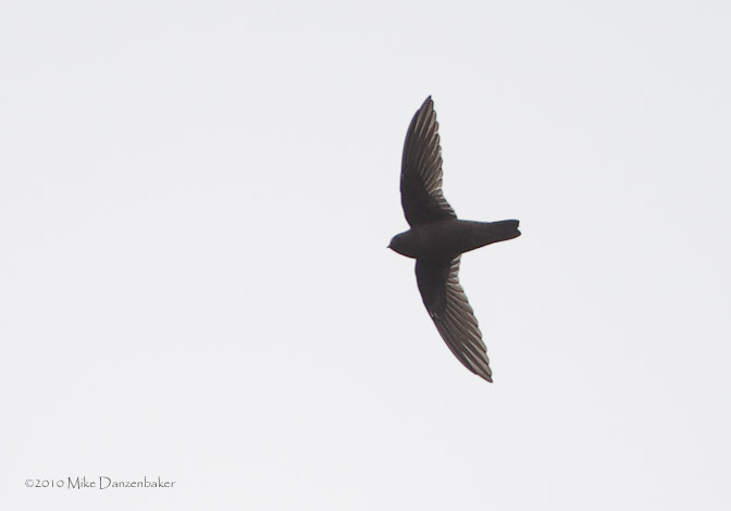 Chestnut-collared Swift (Cypseloides rutilus) photo
