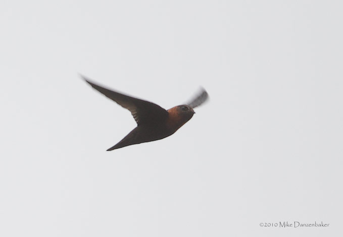 Chestnut-collared Swift (Cypseloides rutilus) photo
