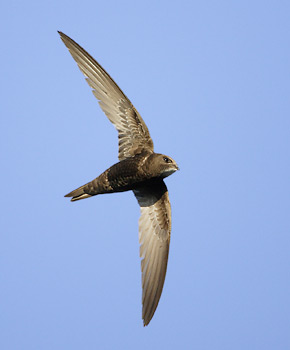 Common Swift (Apus apus) photo