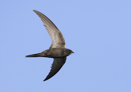 Common Swift (Apus apus) photo