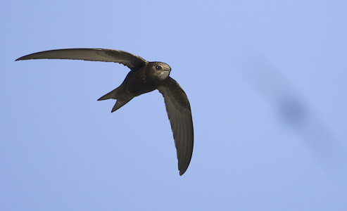 Common Swift (Apus apus) photo