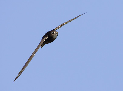 Common Swift (Apus apus) photo