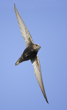 Common Swift (Apus apus) photo