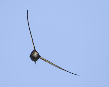 Common Swift (Apus apus) photo
