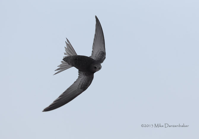 Common Swift (Apus apus) photo
