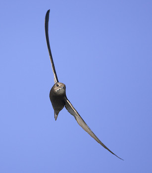 Common Swift (Apus apus) photo