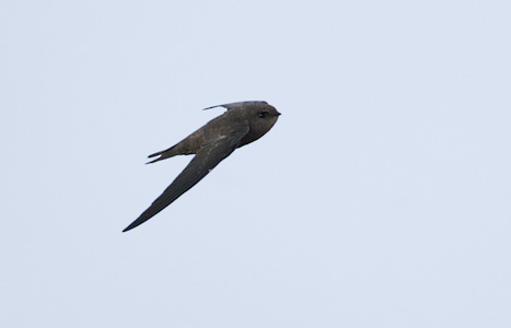 Cape Verde Swift (Apus alexandri) photo image
