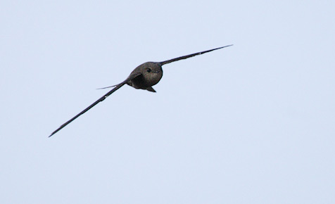 Cape Verde Swift (Apus alexandri) photo image