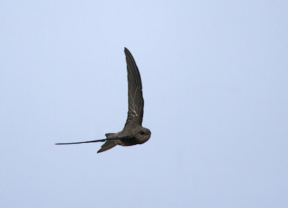 Cape Verde Swift (Apus alexandri) photo image