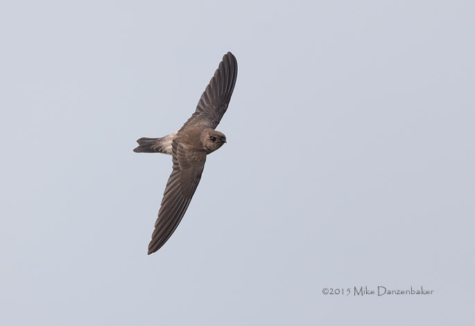 Germain's Swiftlet (Aerodramus germani) photo
