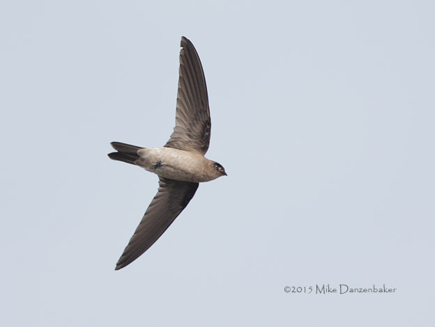 Germain's Swiftlet (Aerodramus germani) photo