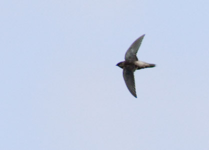 Gray-rumped Swift (Chaetura cinereiventris) photo image