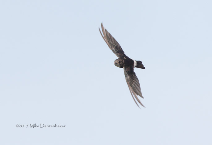 House Swift (Apus nipalensis) photo
