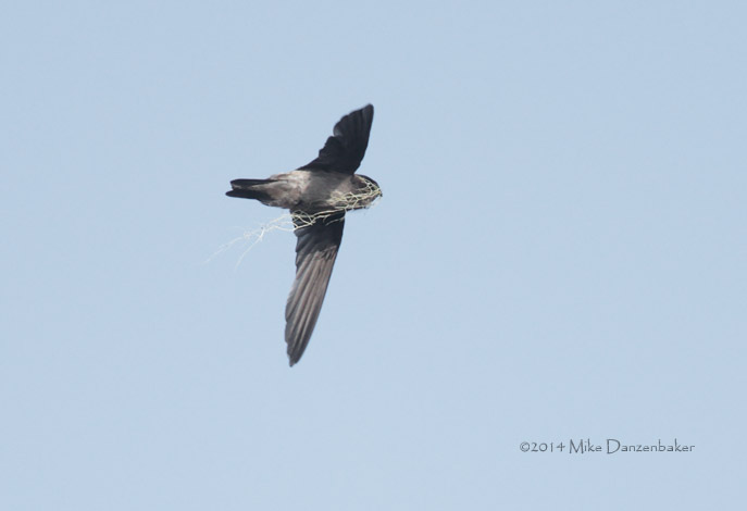 Mascarene Swiftlet (Aerodramus francicus) photo image